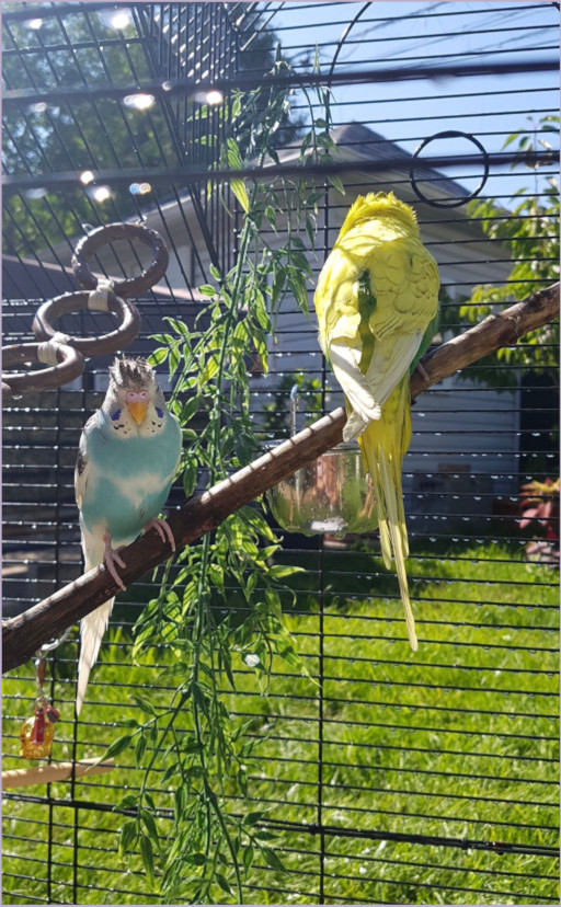 nana et frosty après une douche dehors